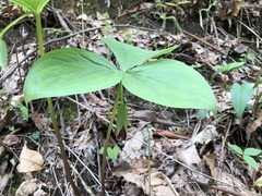 Trillium vaseyi