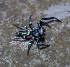 Thiania bhamoensis