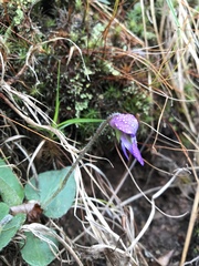 Viola sagittata