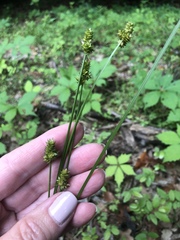 Carex muehlenbergii