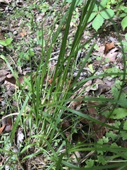 Carex muehlenbergii