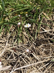 Draba verna