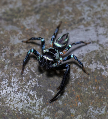 Thiania bhamoensis
