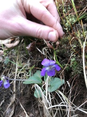 Viola sagittata