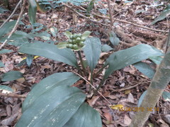 Scadoxus membranaceus