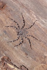 Selenops mexicanus