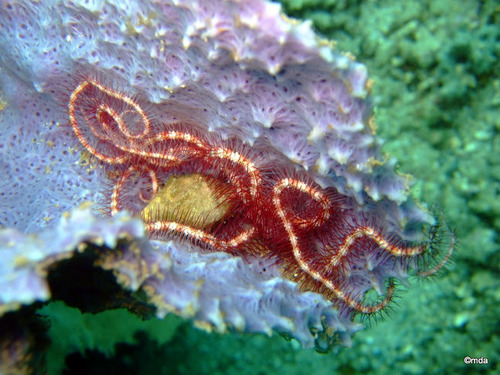 Ophiothrix exigua image
