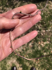 Celastrus orbiculatus