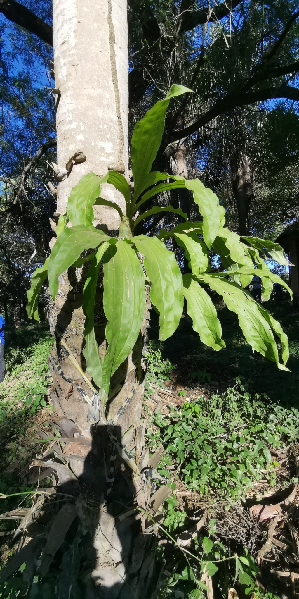 Imagem de Orquídea Cola-de-sapateiro