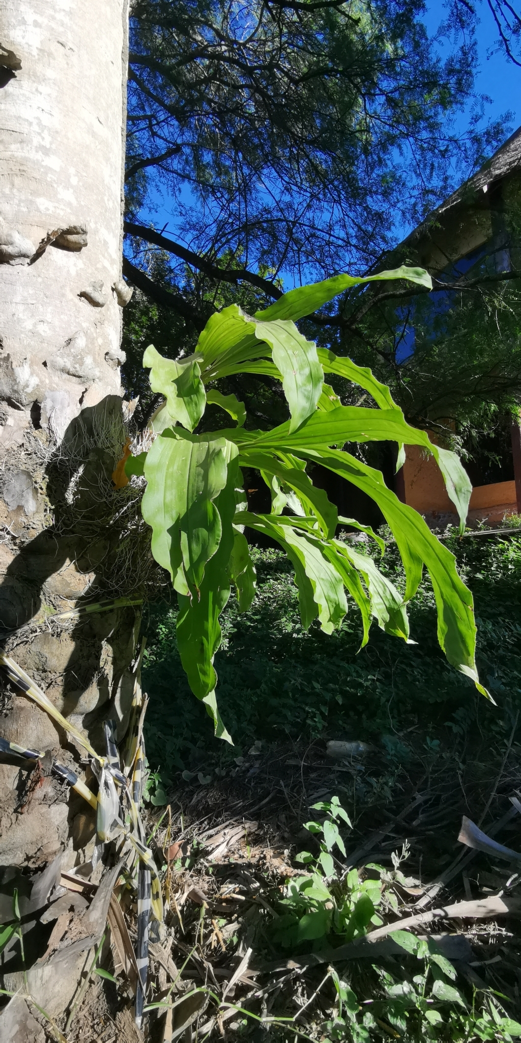 Imagem de Orquídea Cola-de-sapateiro
