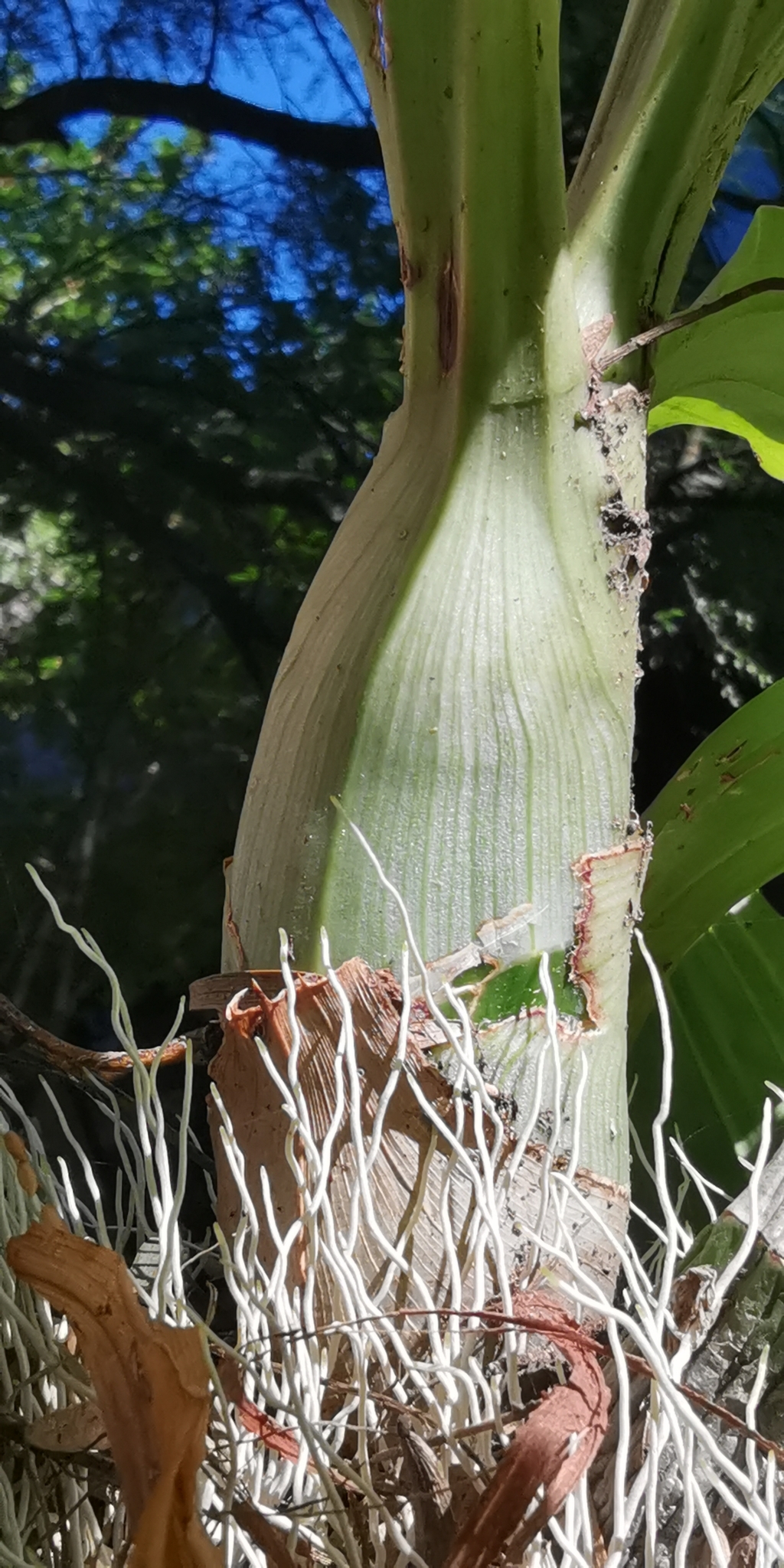 Imagem de Orquídea Cola-de-sapateiro