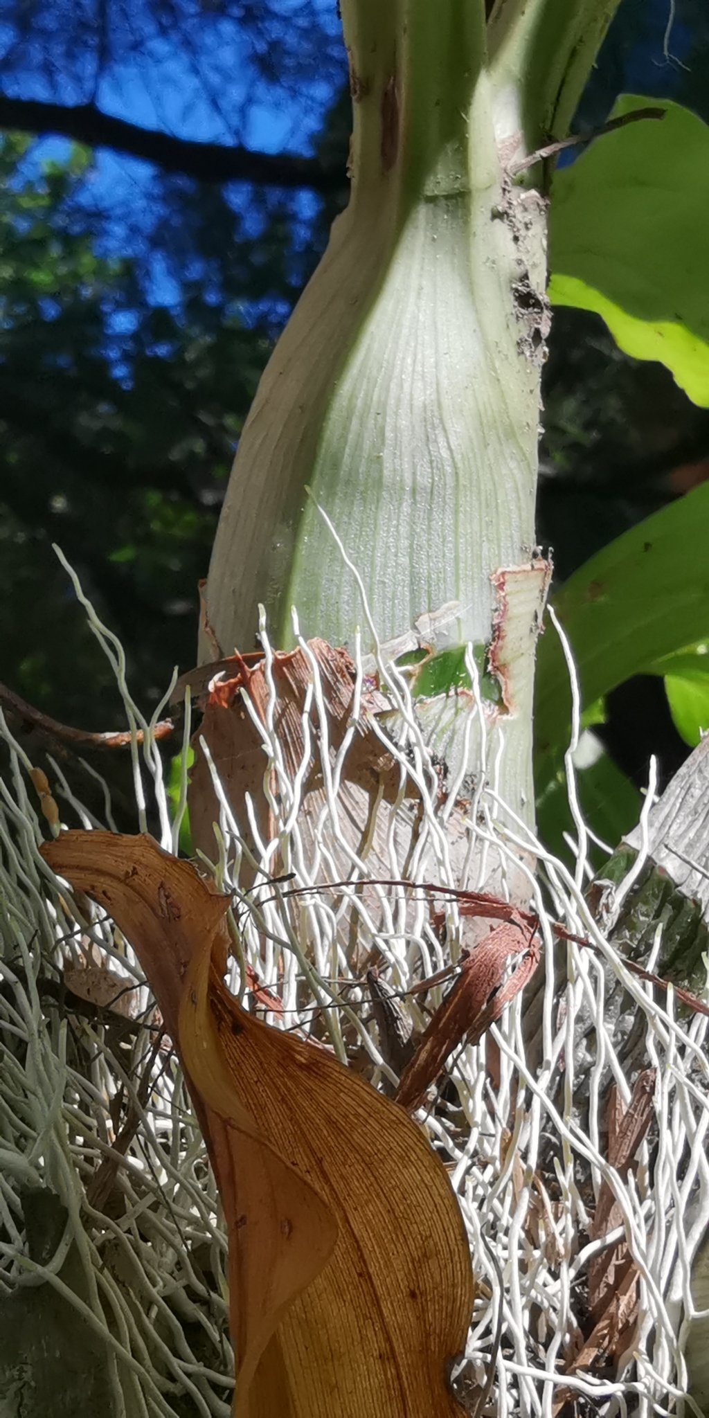 Imagem de Orquídea Cola-de-sapateiro