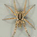 Burrow-living Wolf Spiders - Photo (c) Eric Neubauer, some rights reserved (CC BY-NC), uploaded by Eric Neubauer