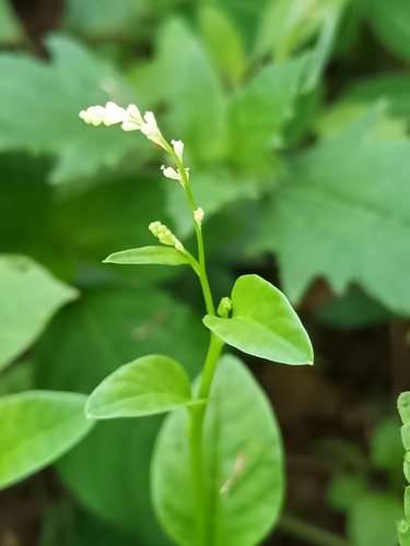 Image of Microtea debilis by (c) Guillaume Delaitre, some rights reserved (CC BY)