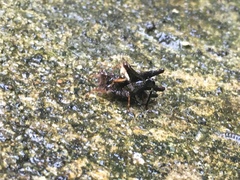 Batrachideinae