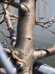 Angiospermae