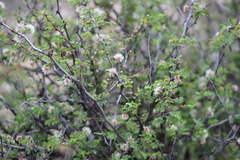 Mimosa aculeaticarpa