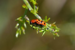 Crioceris duodecimpunctata