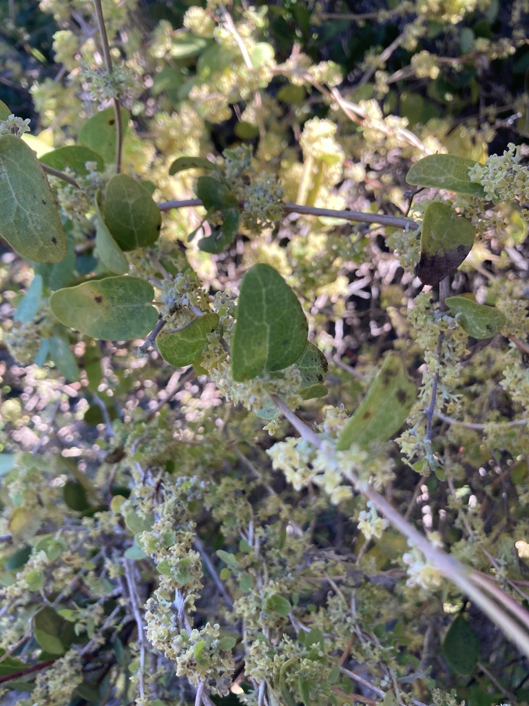 Cape Moonseed Vine from Zandvlei Estuary Nature Reserve, Muizenberg, WC ...