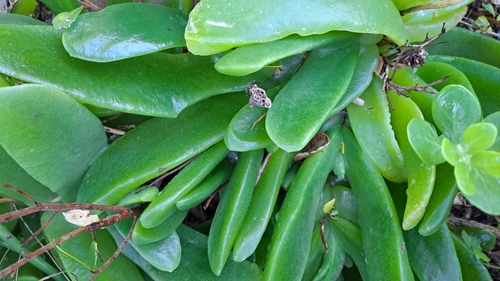 Image of Long Tonguefig (Glottiphyllum longum) by (c) Norma Hughes, some rights reserved (CC BY)