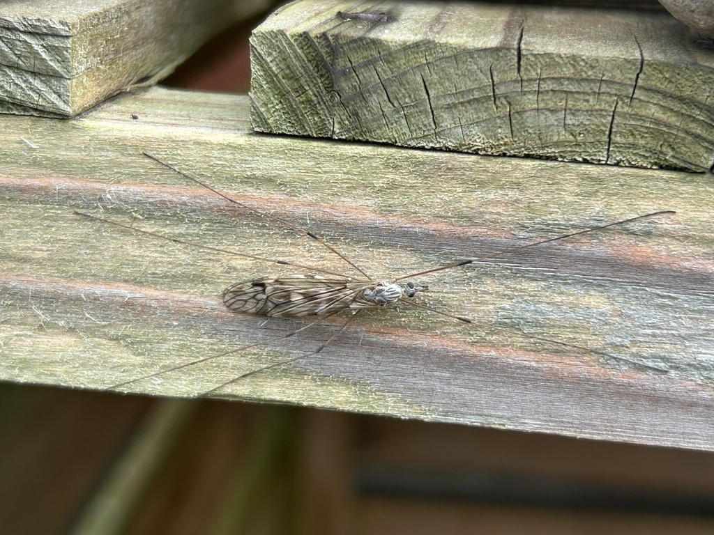 Common Crane Flies from Eglingham Way, Morpeth, England, GB on April 26