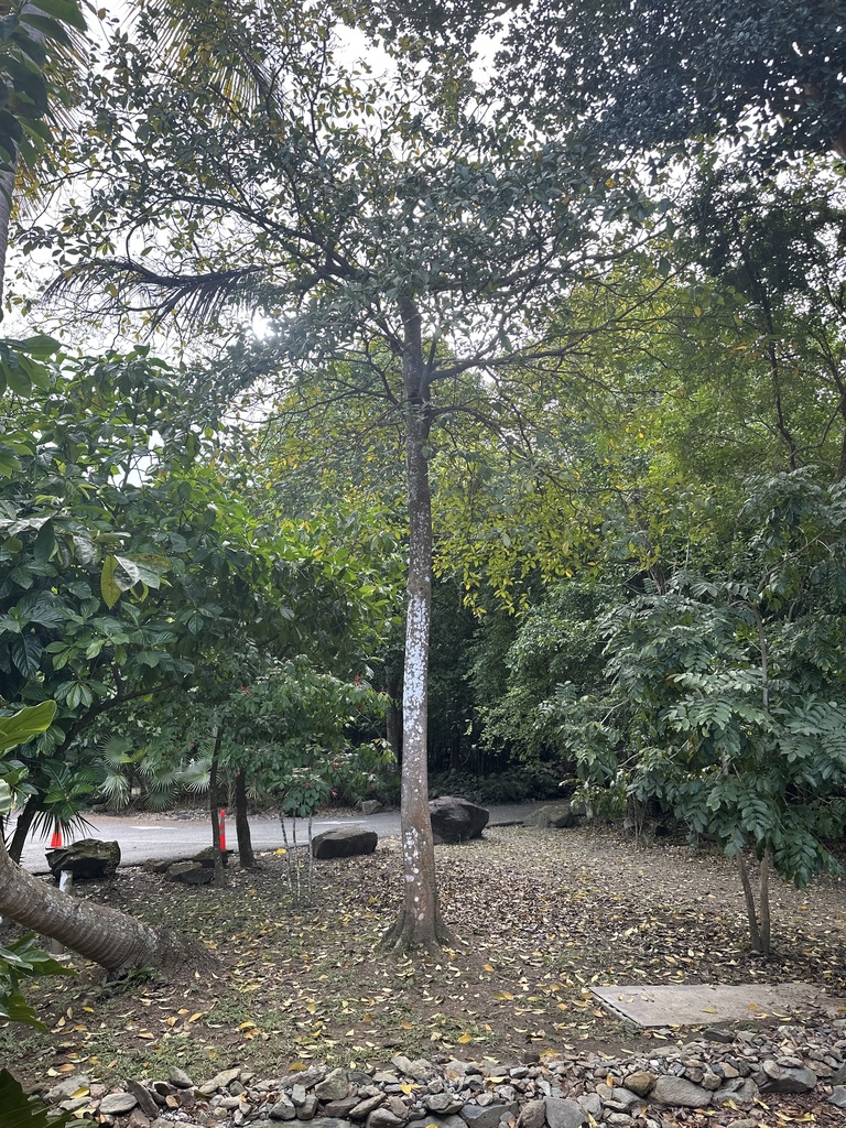 Spanish elm from Virgin Islands National Park, St. John, United States ...