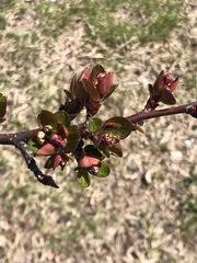 Magnoliopsida