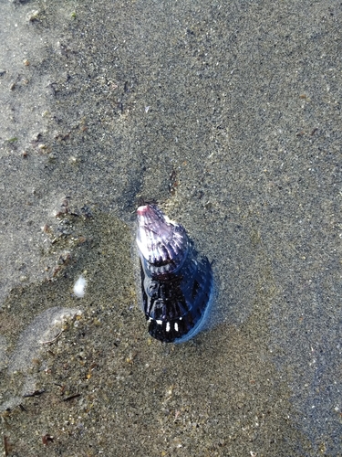 Aulacomya atra