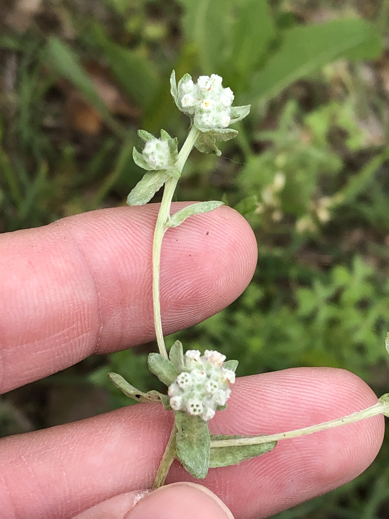 Diaperia verna