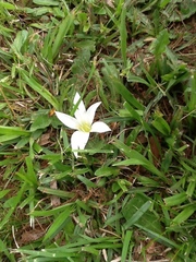 Zephyranthes atamasco