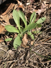 Silene latifolia