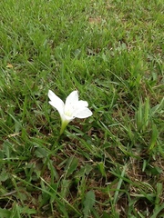 Zephyranthes atamasco