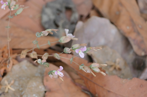 Pierced leaf Canscora (Canscora perfoliata)