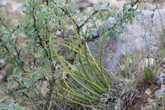 Agave striata falcata