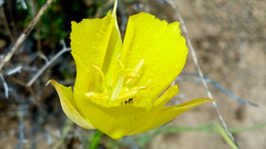Calochortus weedii weedii