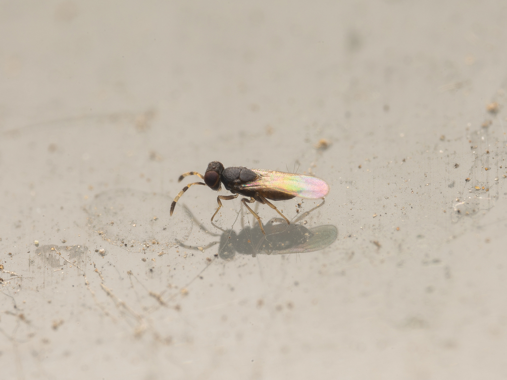 Coccobius