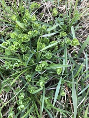 Angiospermae