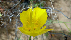 Calochortus weedii weedii
