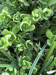 Angiospermae