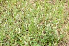 Gomphrena celosioides