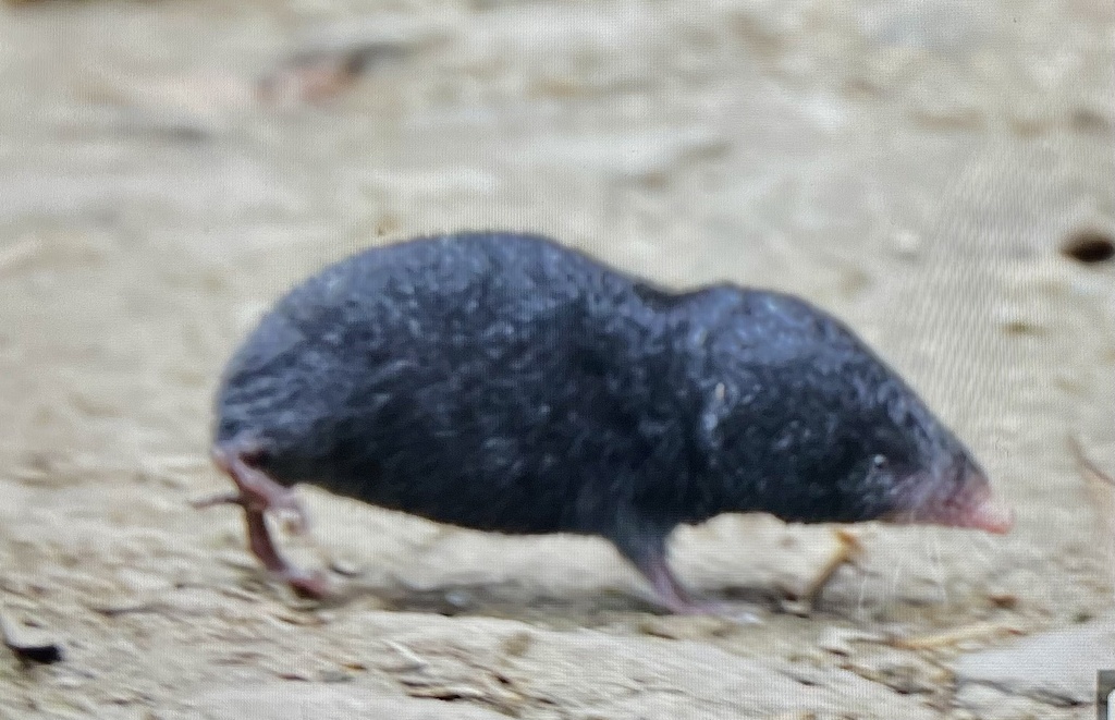 Assam Mole Shrew
