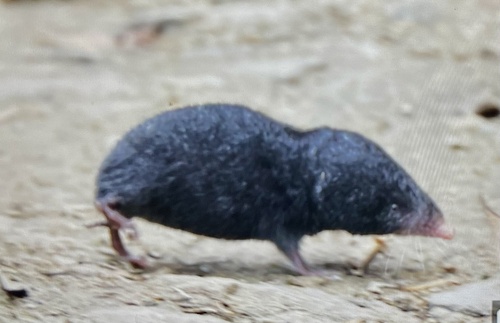 Assam mole shrew