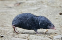 Assam Mole Shrew photo 1