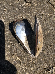 Mytilus edulis
