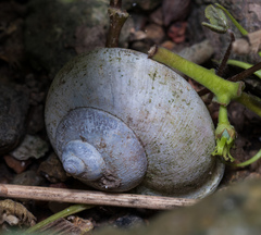 Cyclophorus punctatus