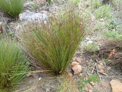 Restio filiformis