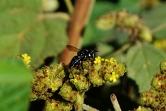 Thalestria spinosa