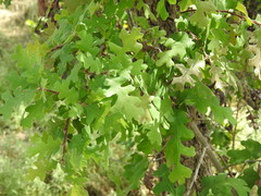 Quercus lobata