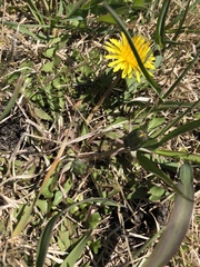 Taraxacum officinale