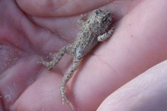 Tomopterna delalandii